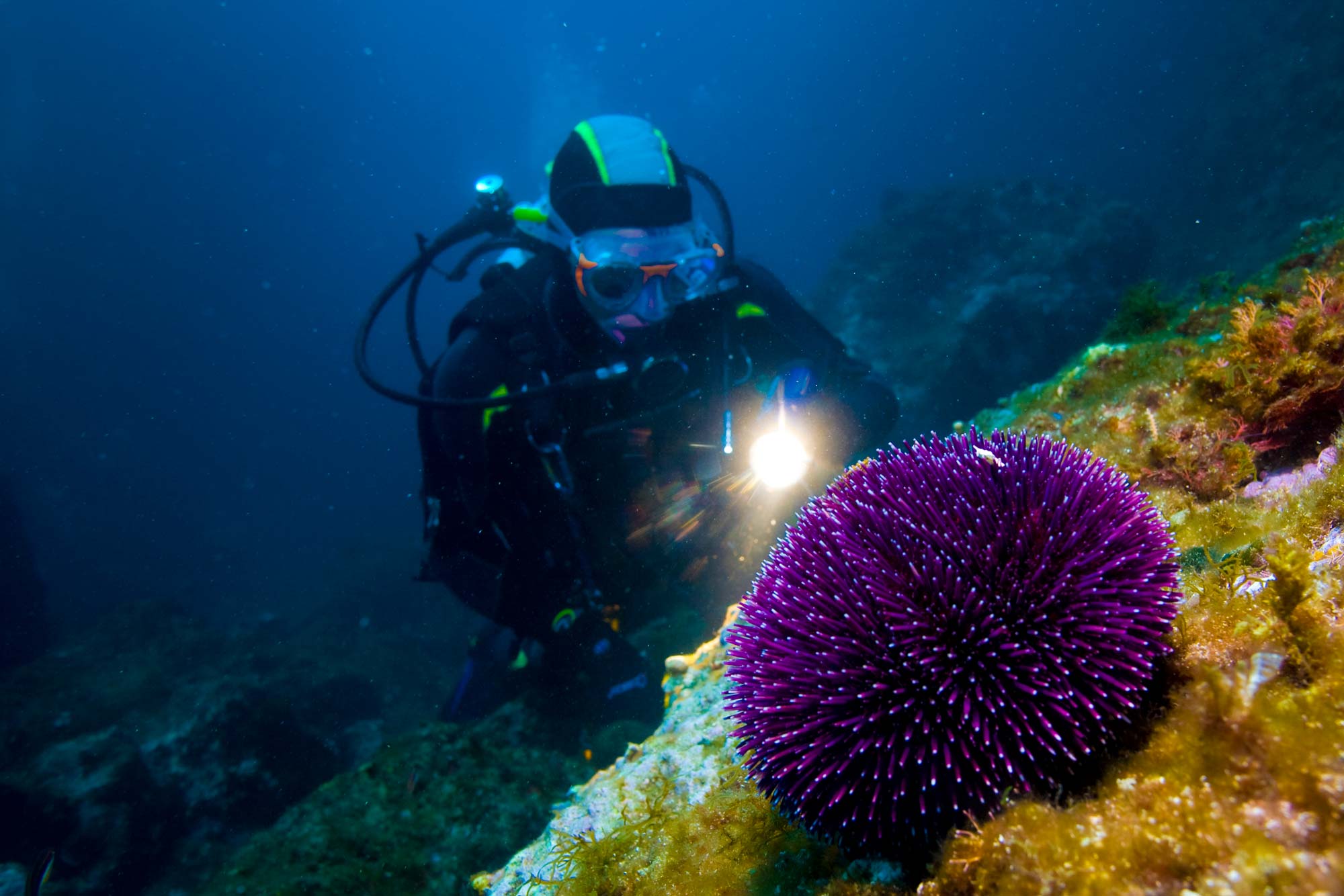 Comparatif des meilleures lampes de plongée sous marine de 2024